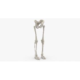 3D Real Human Legs and Pelvis Bones Anatomy White 01
